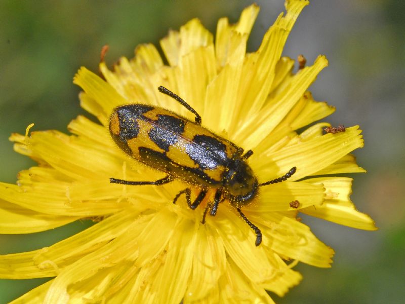 Mylabris flexuosa, Meloidae